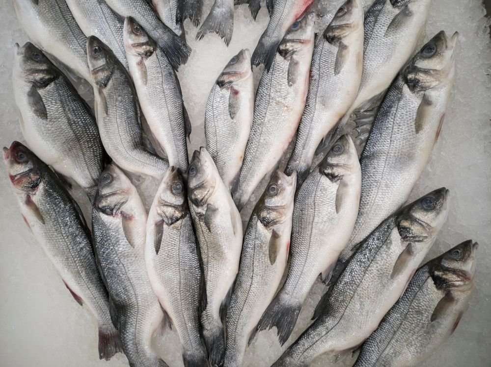 Robalo Inteiro Limpo
